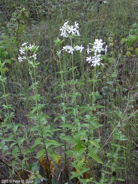 Saponaria officinalis (Bouncing Bet): Minnesota Wildflowers