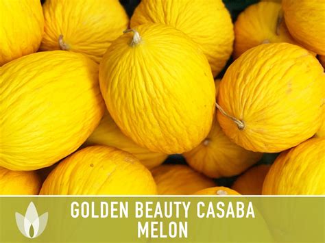 Golden Beauty Casaba Melon Seeds Heirloom Seeds White Flesh Yellow