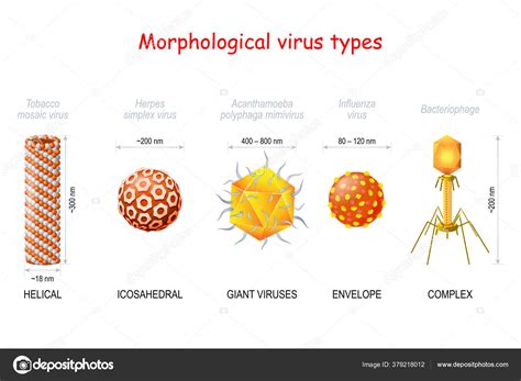 Morphological Types Size Viruses Helical Tobacco Mosaic Virus