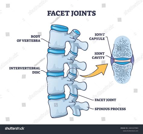 Facet Joints Anatomy Bone Capsule Cavity Stock Vector (Royalty Free ...