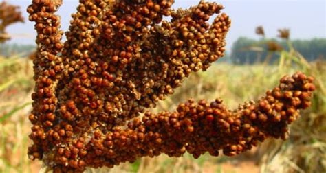 Finger Millet Fao Food And Agriculture Organization Of The United