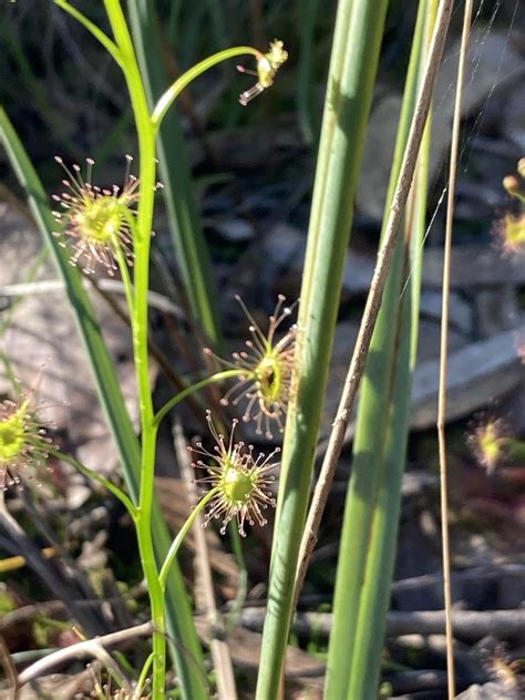 Tall Sundew From Smiths Gully Rd Smiths Gully VIC AU On September 3