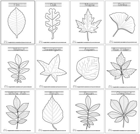 Leaf Coloring Pages - Itsy Bitsy Fun