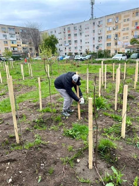 N Zona Inel Ii Marvimex Au Fost Planta I Aproximativ De Arbori