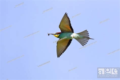 European Bee Eater Merops Apiaster Adult In Flight With Bumblebee