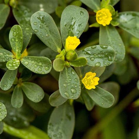 Purslane Seed Green Purslane Herb Seeds