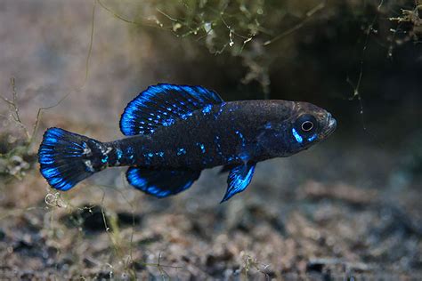 Gulf Coast Pygmy Sunfish Florida Springs Institute