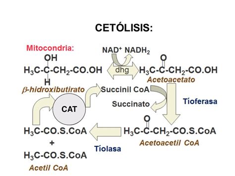 Cuerpos Cetonicos