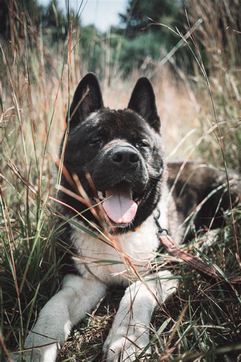 SHOULD You Get an AKITA? - The Akita Life