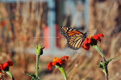 Monarch Butterfly Food Web