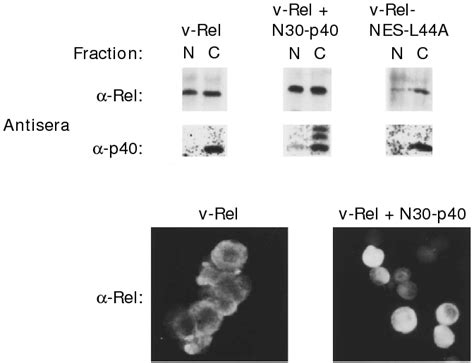 Avian Lymphoid Cells Transformed By Infection With Retroviral Vectors