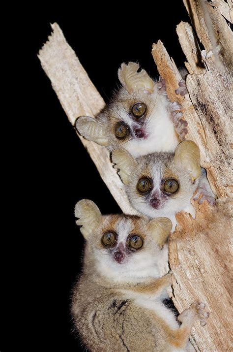 Reddish Gray Mouse Lemur Microcebus Griseorufus Photograph By