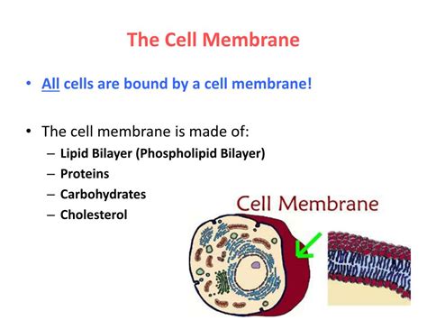 Ppt Macromolecules In Cells Powerpoint Presentation Free Download