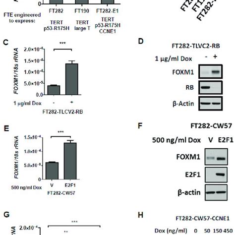 Foxm1 Expression In Fallopian Tube Epithelial Fte Cells Engineered