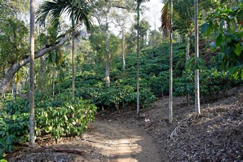 550+ Coffee Plantation India Stock Photos, Pictures & Royalty-Free ...