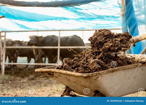 Cow Dung, Cow Manure Lying On The Ground, Fertilizer Animal Dung ...