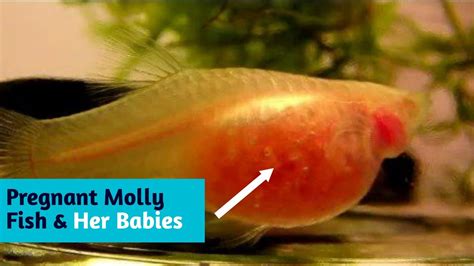 A Male Molly Fish Trying To Save Pregnant Molly Fish And Her Babies