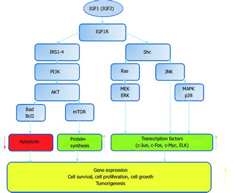 The Igf Igf R Axis Schematic Representation Of The Composition And