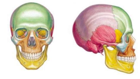 Diagramme de UE5 anat Tête et cou Squelette de la tête Quizlet