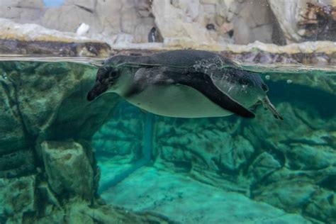 Acquario Di Genova Cosa Vedere E Cosa Sapere Pimpmytrip It Viaggi