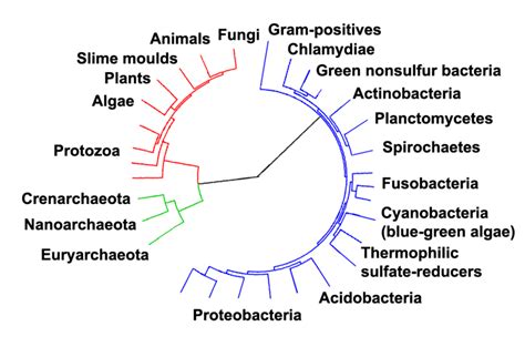 History Of Life Encyclopedia Mdpi