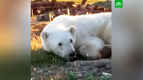 Osiřelé mládě ledního medvěda našlo v krasnojarské zoo novou rodinu