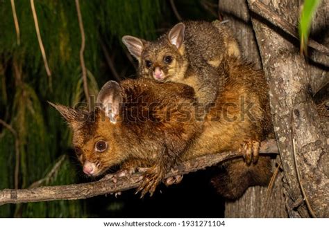 Common Brushtail Possum Baby Stock Photo (Edit Now) 1931271104