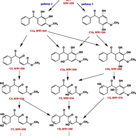 Degradation Pathway Of Bp 3 By The Molecular Ozone Oxidation Download Scientific Diagram