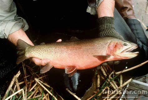 Greenback Cutthroat Trout Fly Fishing Tips And Tactics