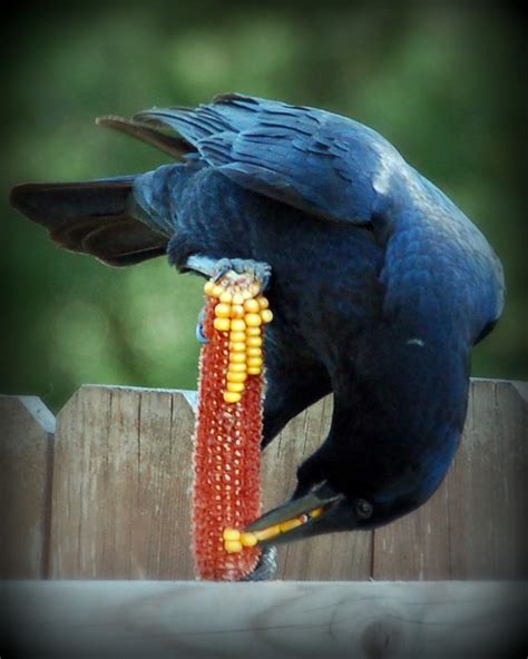 Crow food by Free-Bird94 on deviantART