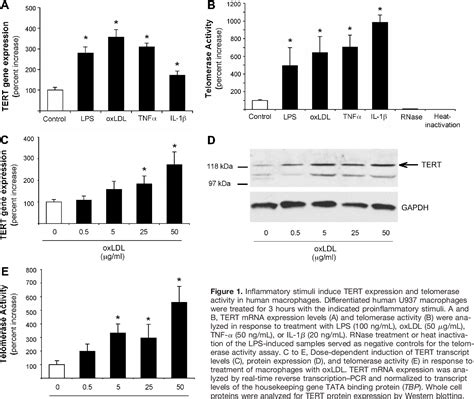 Figure 1 From Integrative Physiology Experimental Medicine Telomerase