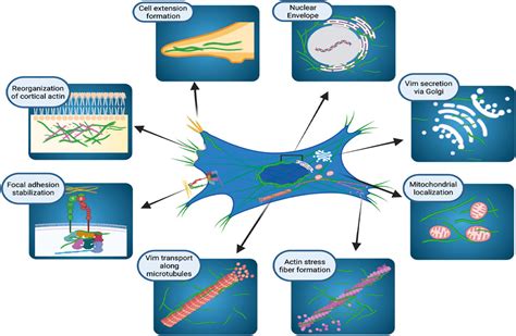 Frontiers Impact Of Vimentin On Regulation Of Cell Signaling And