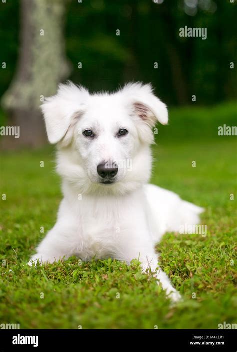 Portrait Of A Fluffy White Mixed Breed Dog Outdoors Stock Photo Alamy