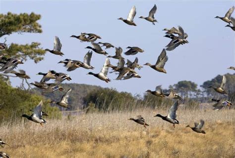 Kentucky Fish and Wildlife Proposes 2011-2012 Waterfowl Seasons ...