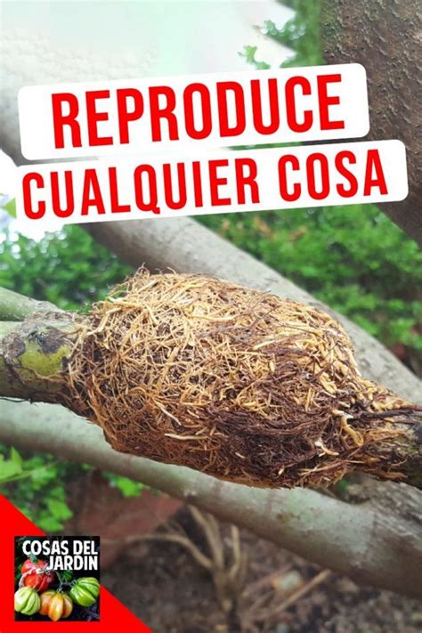 C Mo Hacer Un Acodo A Reo Reproduce Cualquier Planta Cosas Del