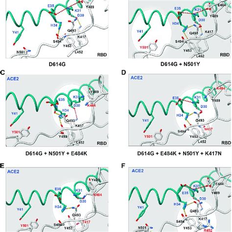 Cryoem Structures Of Wild Type And Voc Rbd Ace2 Interfaces A F