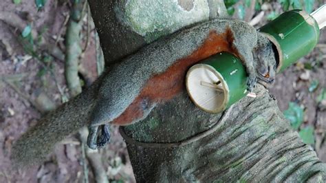 Wild Man Create Amazing Bamboo Trap To Catch Squirrel In The Forest