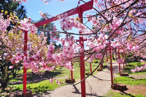 Aprender Sobre Imagem Parque Da Cerejeira Campos Do Jord O Br