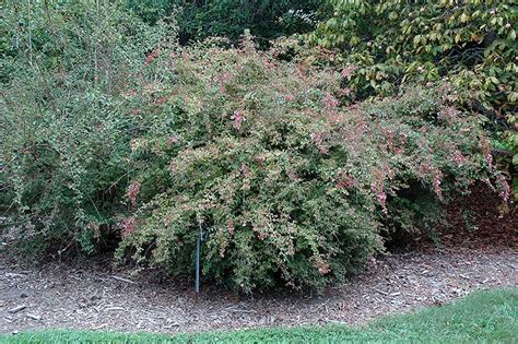 Edward Goucher Abelia Abelia X Grandiflora Edward Goucher At New