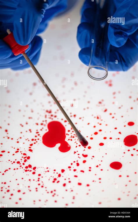 Forensic technician taking DNA sample from blood stain with cotton swab ...