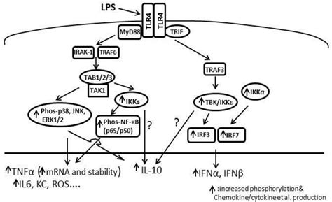 Pp Ac Gene Knockout Upregulates Both Myd And Trif Dependent Pathways