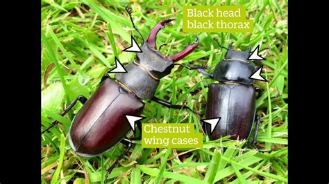 How To Identify A Stag Beetle Youtube