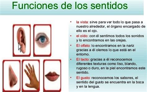 TOMi Digital LOS 5 SENTIDOS DEL CUERPO HUMANO Y SUS FUNCIONES