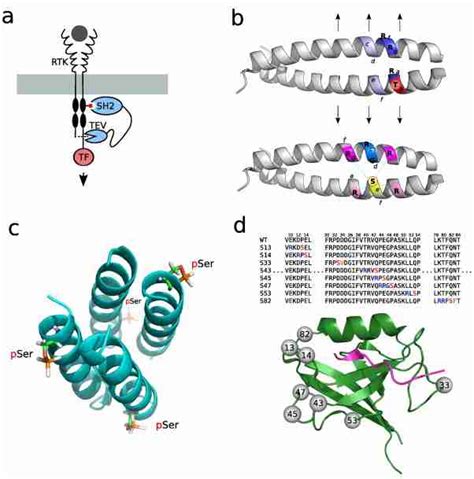 Design Of Post Translational Regulation Of Proteinprotein