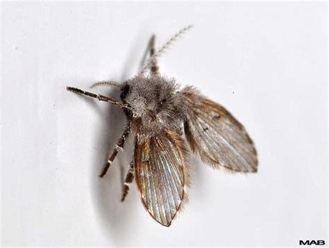 What Is A Drain Fly Moth Fly