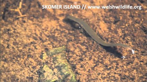 Freshwater Leech Wonderful Swimmers Amazing Movement Skomer Island