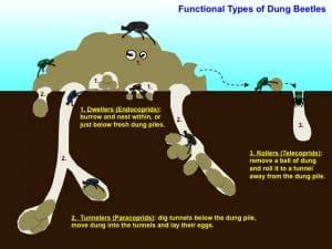 Dung Beetle Facts, Information, Pictures and Video. Learn More