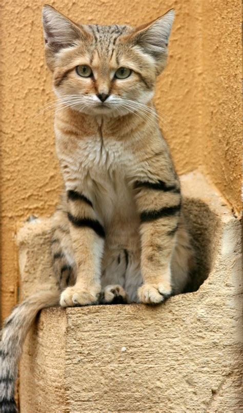 Sand Cat Facts Videos