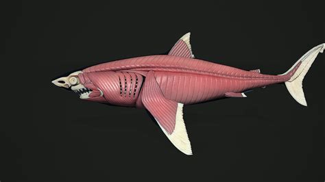 Shark Anatomy Model by Sergey Egelsky