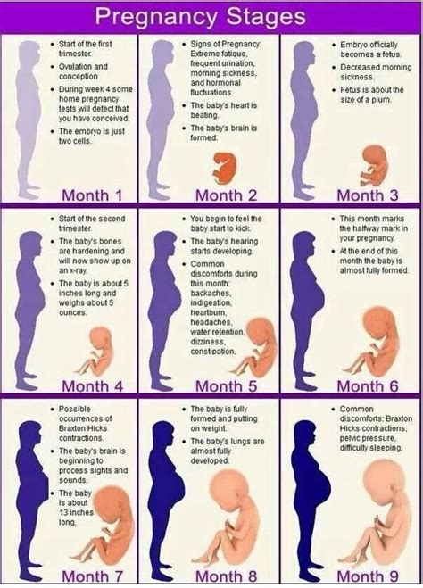 Pin By Maryjo Jones On Nursing Pregnancy Stages Pregnancy Calendar